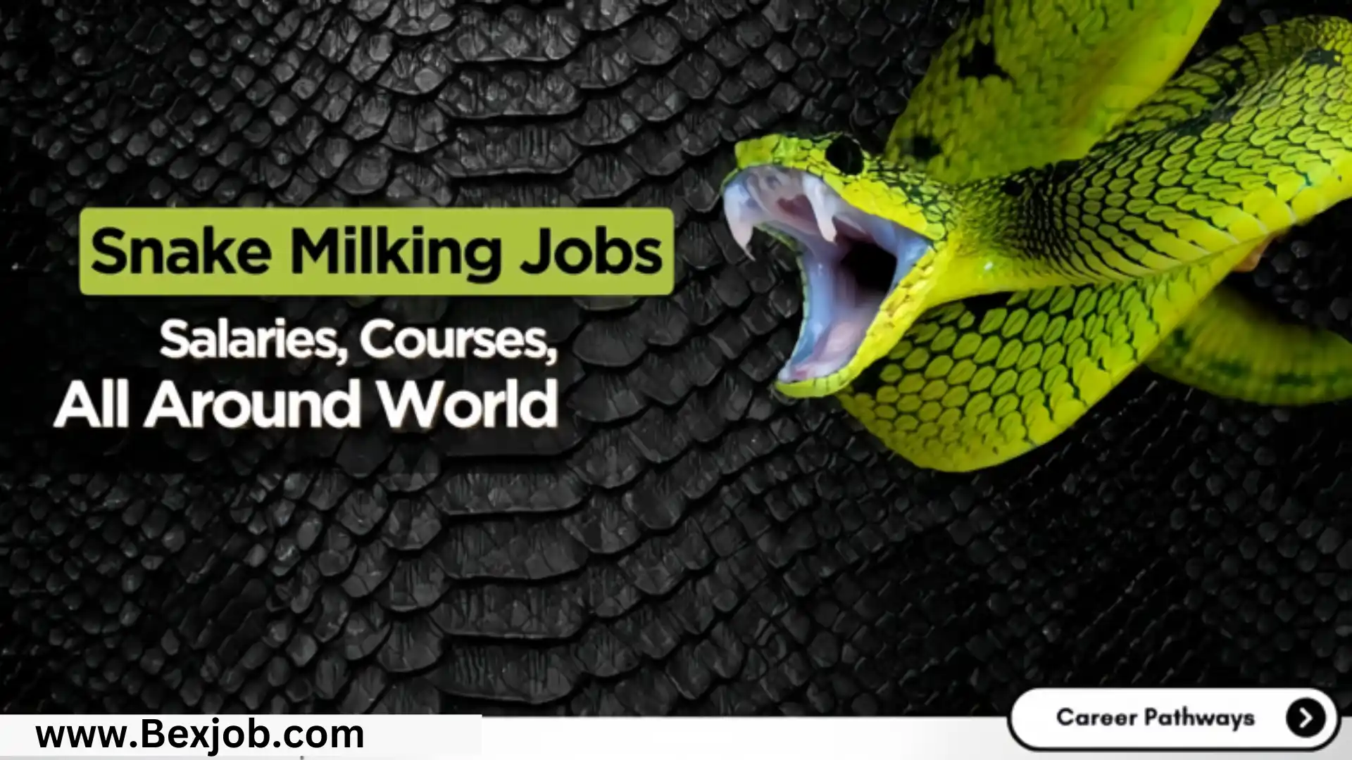 Snake Milking Work Jobs, Incomes, Courses, and Eligibility Requirements (Around the World)